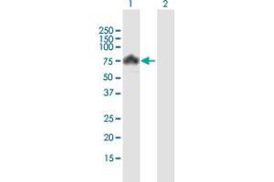 Western Blot analysis of PIAS4 expression in transfected 293T cell line by PIAS4 MaxPab polyclonal antibody. (PIAS4 antibody  (AA 1-510))