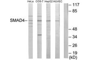 Western blot analysis of extracts from HeLa/COS7/HepG2/HuvEc cells, using Smad4 Antibody. (SMAD4 antibody  (AA 21-70))