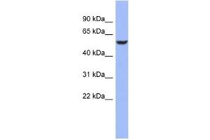 BRUNOL4 antibody used at 1 ug/ml to detect target protein. (CELF4 antibody)