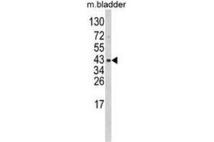Western blot analysis of WNT5B Antibody (Center) in mouse bladder tissue lysates (35ug/lane).