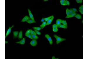 Immunofluorescence staining of HepG2 cells with ABIN7152986 at 1:266, counter-stained with DAPI. (FOLR1 antibody  (AA 25-234))