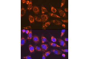 Immunofluorescence analysis of NIH-3T3 cells using Smac/Diablo Rabbit mAb (ABIN7270177) at dilution of 1:100 (40x lens). (DIABLO antibody)