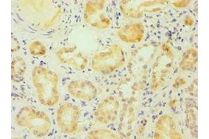 Immunohistochemistry of paraffin-embedded human kidney tissue using ABIN7170761 at dilution of 1:100 (ESRRA antibody  (AA 1-423))