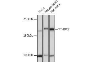 Western blot analysis of extracts of various cell lines, using YTHDC2 Rabbit pAb (ABIN7271425) at 1:3000 dilution. (YTHDC2 antibody  (AA 1131-1430))