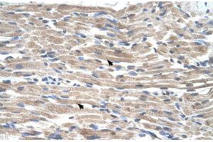 Human Muscle (BMP2K antibody  (C-Term))
