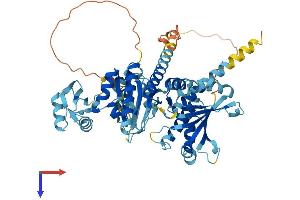 IGF2BP1 Protein (AA 1-577) (His tag)