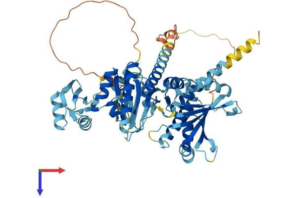 IGF2BP1 Protein (AA 1-577) (His tag)