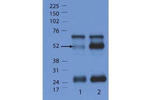 Western Blot of Rabbit Anti-IFN GTpase antibody.