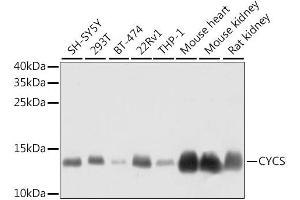 Western blot analysis of extracts of various cell lines, using CYCS antibody. (Cytochrome C antibody  (AA 1-105))