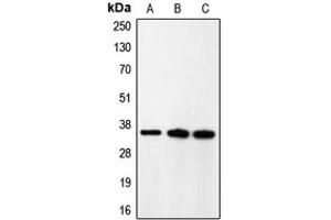 Western blot analysis of p35 expression in rat brain (A), HeLa (B), A431 (C) whole cell lysates.