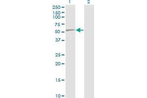 Western Blotting (WB) image for anti-Tumor Protein P53 (TP53) (AA 94-201) antibody (ABIN563227)