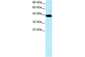 Western Blotting (WB) image for anti-Zfp-1 antibody (ABIN2460247) (Zfp-1 antibody)
