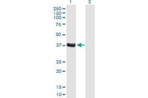 Western Blot analysis of DPPA4 expression in transfected 293T cell line by DPPA4 MaxPab polyclonal antibody.
