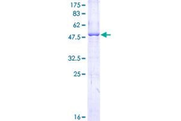 APOL1 Protein (AA 1-238) (GST tag)