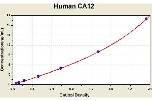 Diagramm of the ELISA kit to detect Human CA12with the optical density on the x-axis and the concentration on the y-axis. (CA12 ELISA Kit)