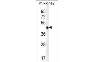 CDKN1C Antibody (N-term) (ABIN654899 and ABIN2844548) western blot analysis in mouse kidney tissue lysates (35 μg/lane). (CDKN1C antibody  (N-Term))