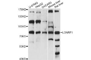 Western blot analysis of extracts of various cell lines, using LONRF1 antibody (ABIN6290568) at 1:1000 dilution. (LONRF1 antibody)