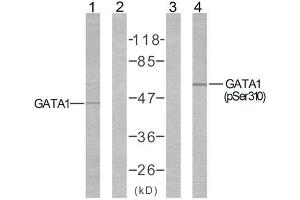 Western blot analysis of extracts from COS7 cells using GATA1 (Ab-310) antibody ( E021042, Line1 and 2) and GATA1 (phospho-Ser310) antibody (E011042, Line3 and 4). (GATA1 antibody)