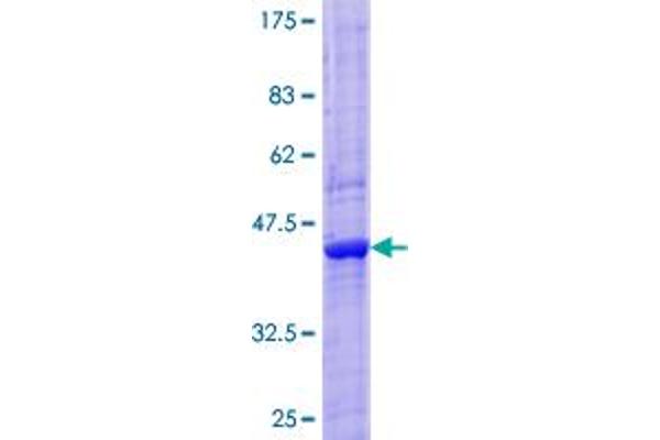 GRIN2C Protein (AA 1-171) (GST tag)