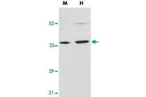 Western blot analysis of ENDOG in mouse (M) NIH/3T3 and human (H) HepG2 cell lysates with ENDOG polyclonal antibody  at 2 ug/mL . (Endonuclease G antibody  (N-Term))