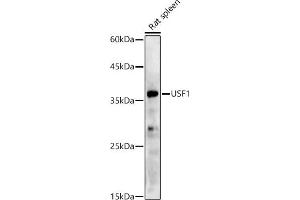 Western blot analysis of extracts of Rat spleen, using USF1 antibody (ABIN7271229) at 1:500 dilution. (USF1 antibody)