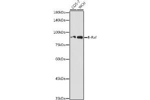 Western blot analysis of extracts of various cell lines, using B-Raf antibody (ABIN3017123, ABIN3017124, ABIN3017125 and ABIN6219967) at 1:500 dilution.
