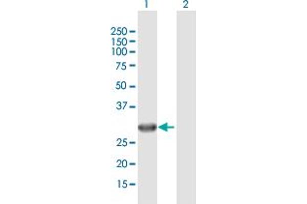 IMPA2 antibody  (AA 1-288)