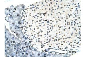 Image no. 3 for anti-RING Finger Protein 6 (RNF6) (N-Term) antibody (ABIN202860) (RNF6 antibody  (N-Term))