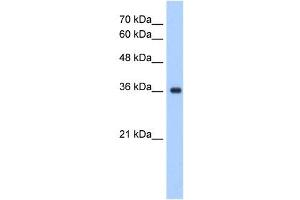 ELOVL7 antibody used at 1.