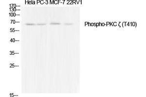 Western Blot (WB) analysis of specific cells using Phospho-PKC zeta (T410) Polyclonal Antibody. (PKC zeta antibody  (pThr410))
