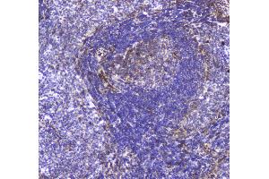 Immunohistochemistry (IHC) image for anti-Toll-Like Receptor 1 (TLR1) (AA 350-404) antibody (ABIN5693146)