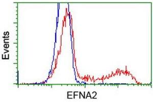 HEK293T cells transfected with either RC213728 overexpress plasmid (Red) or empty vector control plasmid (Blue) were immunostained by anti-EFNA2 antibody (ABIN2452976), and then analyzed by flow cytometry. (Ephrin A2 antibody)