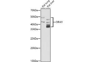 Western blot analysis of extracts of various cell lines, using (ABIN6130598, ABIN6145053, ABIN6145055 and ABIN6223281) at 1:1000 dilution. (ORAI1 antibody  (AA 202-301))