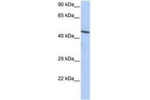 Image no. 1 for anti-Zinc Finger Protein 830 (ZNF830) (AA 72-121) antibody (ABIN6742650) (CCDC16 antibody  (AA 72-121))