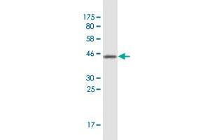 Western Blot detection against Immunogen (37. (LONRF1 antibody  (AA 1-110))
