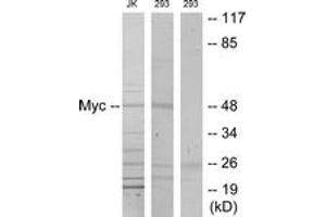 Western blot analysis of extracts from Jurkat/293, using MYC (Ab-373) Antibody. (c-MYC antibody  (AA 340-389))