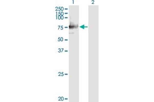 SIGLEC12 antibody  (AA 503-595)