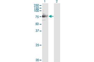 Western Blot analysis of SIGLEC12 expression in transfected 293T cell line by SIGLEC12 monoclonal antibody (M01), clone 1D1. (SIGLEC12 antibody  (AA 503-595))