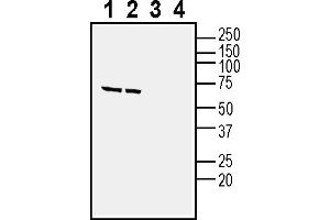 Western blot analysis of human SH-SY5Y neuroblastoma cell line lysate (lanes 1 and 3) and human  MG glioblastoma cell line lysate (lanes 2 and 4):1-2. (NPBWR1 antibody  (Intracellular))