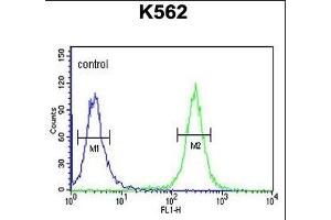 ACSM1 Antibody (N-term) (ABIN653232 and ABIN2842765) flow cytometric analysis of K562 cells (right histogram) compared to a negative control cell (left histogram). (ACSM1 antibody  (N-Term))