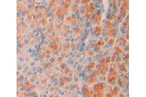 Figure. (SHC2 antibody  (AA 98-302))