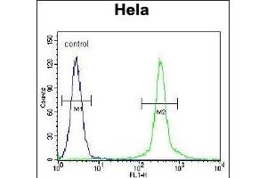 CK2 Antibody (Center) (ABIN651399 and ABIN2840216) flow cytometric analysis of Hela cells (right histogram) coared to a negative control cell (left histogram). (CMPK2 antibody  (AA 142-170))