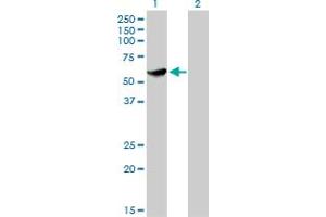 Western Blotting (WB) image for anti-CLK3 (CLK3) (AA 36-136) antibody (ABIN598615) (CLK3 antibody  (AA 36-136))