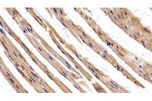 Detection of SP-B in Mouse Cardiac Muscle Tissue using Polyclonal Antibody to Surfactant Protein B (SP-B) (SFTPB antibody  (AA 20-193))
