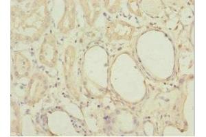 Immunohistochemistry of paraffin-embedded human kidney tissue using ABIN7160192 at dilution of 1:100 (MGLL antibody  (AA 1-303))