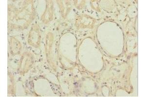 Immunohistochemistry of paraffin-embedded human kidney tissue using ABIN7160192 at dilution of 1:100