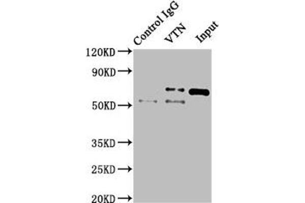 Vitronectin antibody  (AA 364-478)