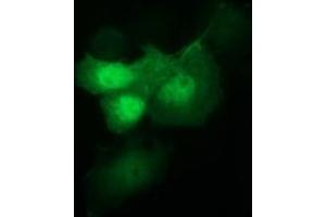 Image no. 2 for anti-Indoleamine 2,3-Dioxygenase 1 (IDO1) antibody (ABIN1498792)