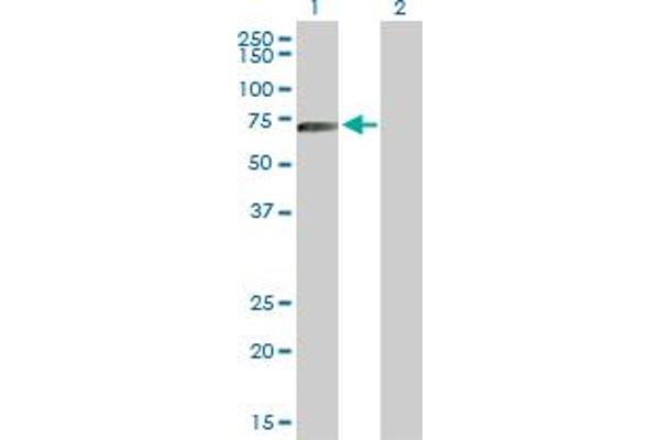HLX antibody  (AA 1-488)