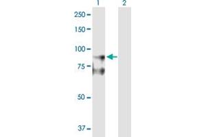 Western Blot analysis of DLG4 expression in transfected 293T cell line by DLG4 MaxPab polyclonal antibody. (DLG4 antibody  (AA 1-767))